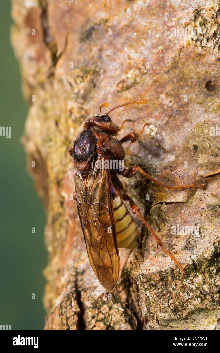 La mosca de la sierra de Hornet-mimicando, la mosca de la sauce gigante (Cimbex luteus, Cimbex lutea), Mimicry, se parece a un cuerno, Alemania Foto de stock