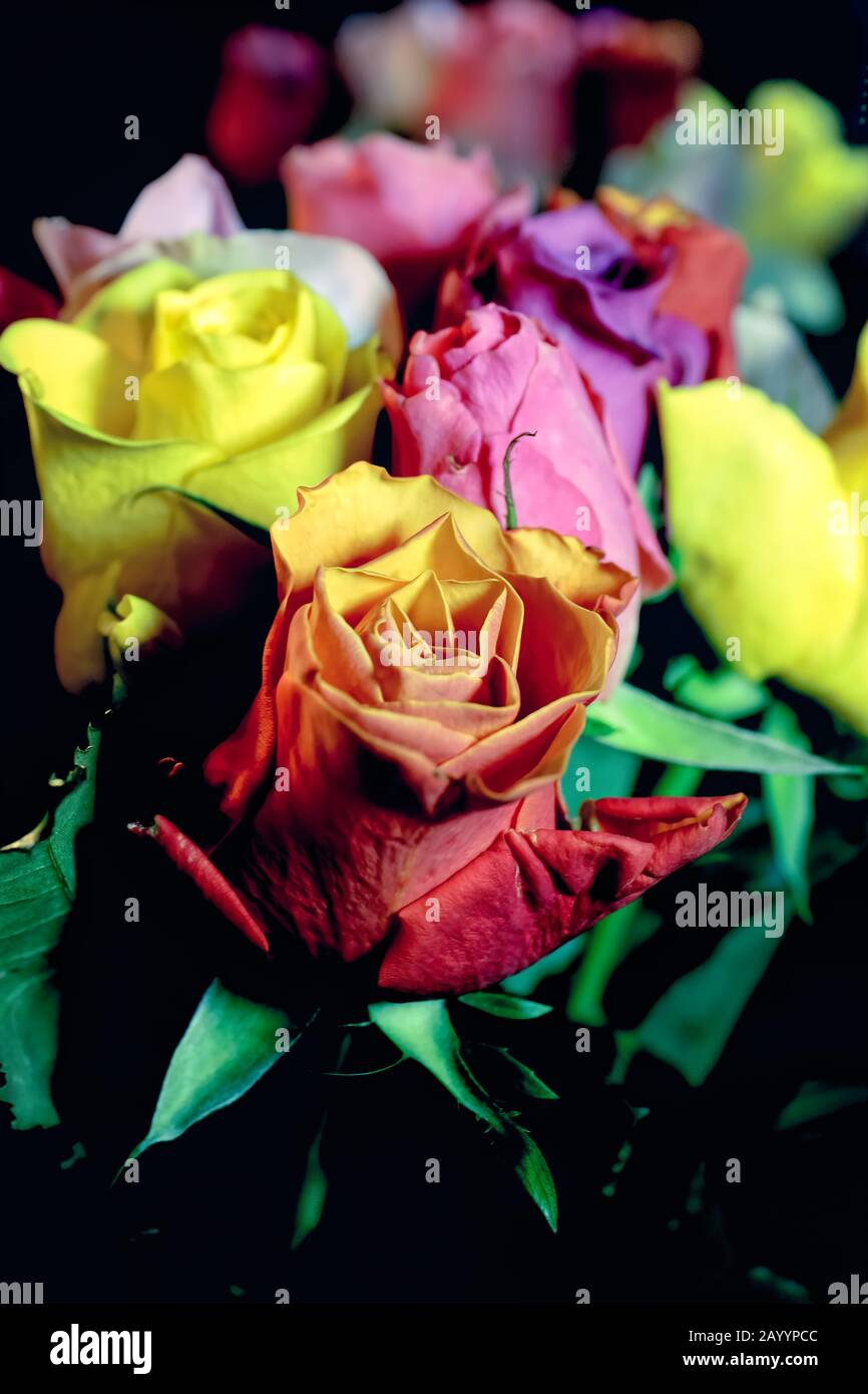 Flores: Rosas brillantes y coloridas de todos los colores en un hermoso  ramo de flores, regalos románticos Fotografía de stock - Alamy