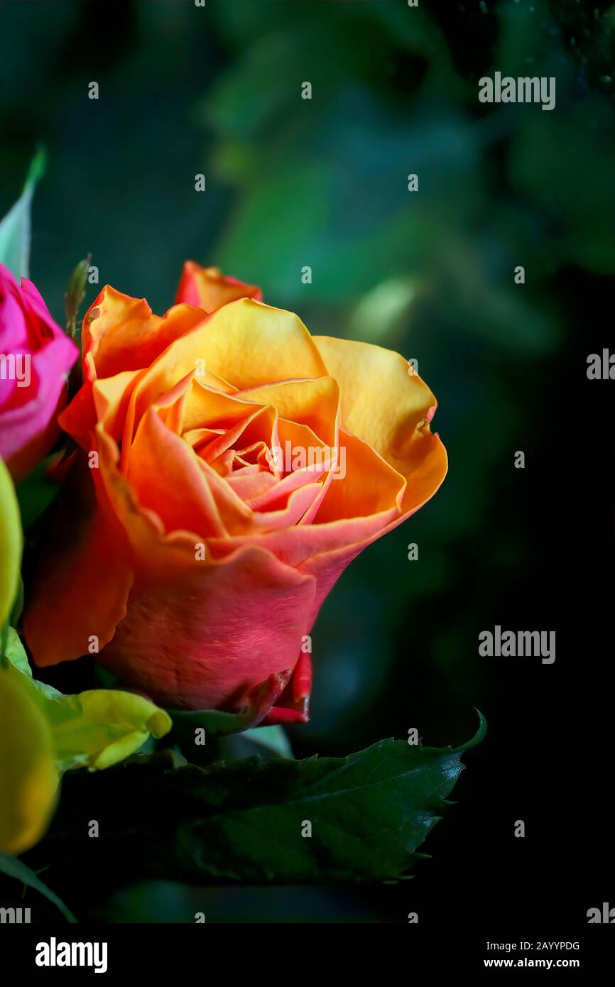 Flores: Rosas brillantes y coloridas de todos los colores en un hermoso  ramo de flores, regalos románticos Fotografía de stock - Alamy