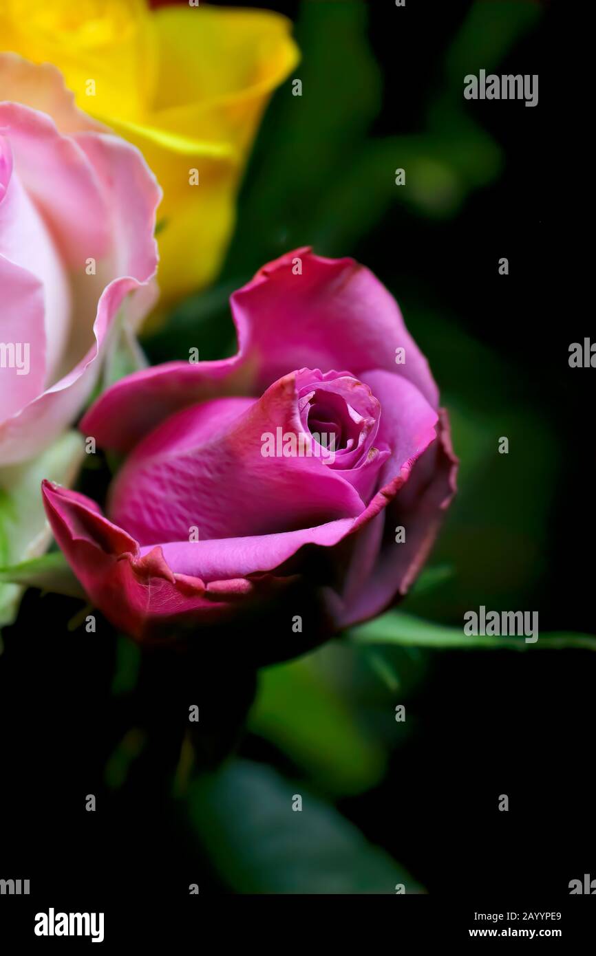 Flores: Rosas brillantes y coloridas de todos los colores en un hermoso ramo de flores, regalos románticos Fotografía de stock - Alamy Flores: Rosas brillantes y coloridas de todos los colores en un hermoso ramo de flores, regalos románticos Fotografía de stock - Alamy