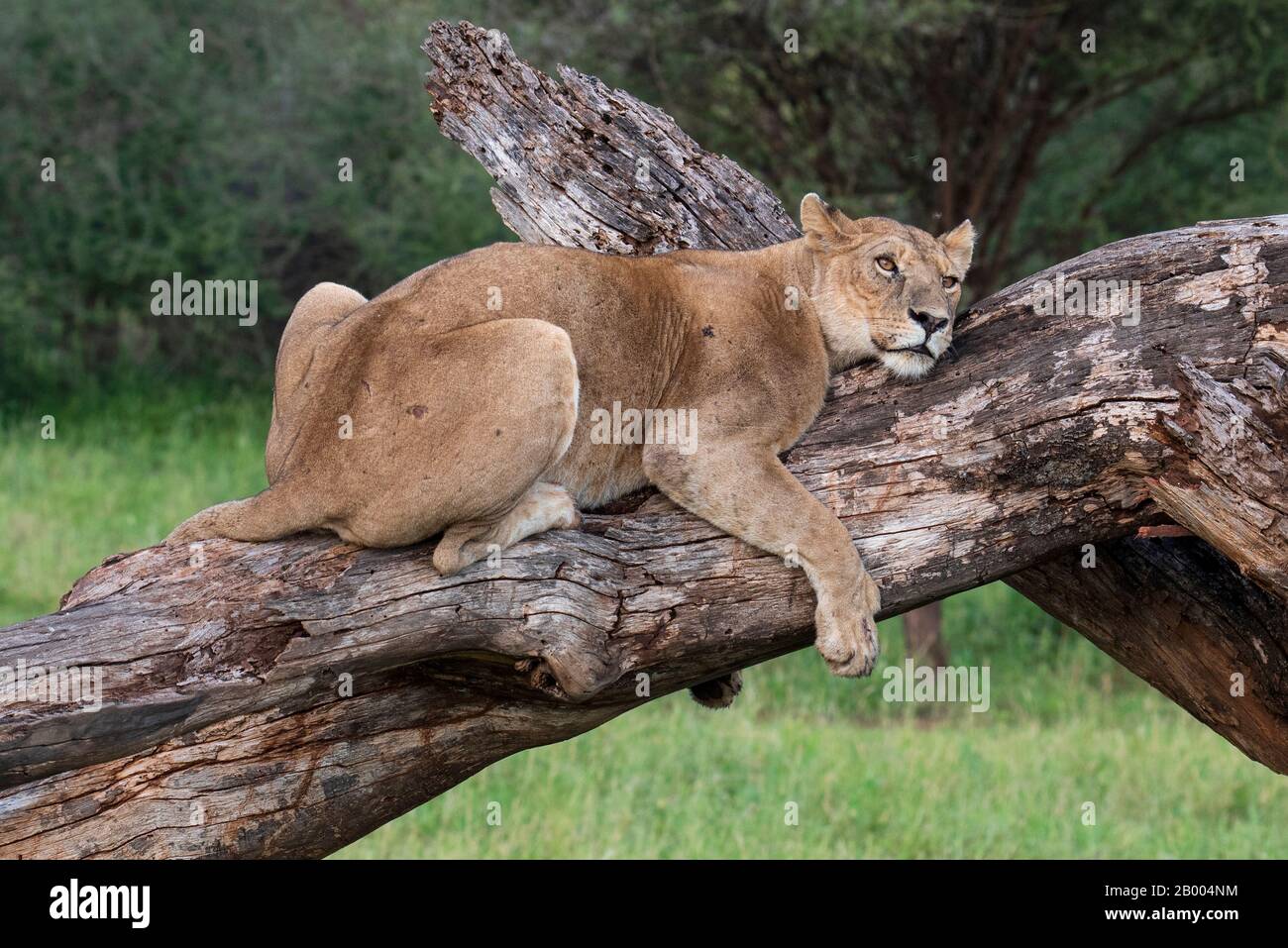 Leona perezoso descansando en esta extremidad del árbol en el Parque Nacional Serengeti Foto de stock