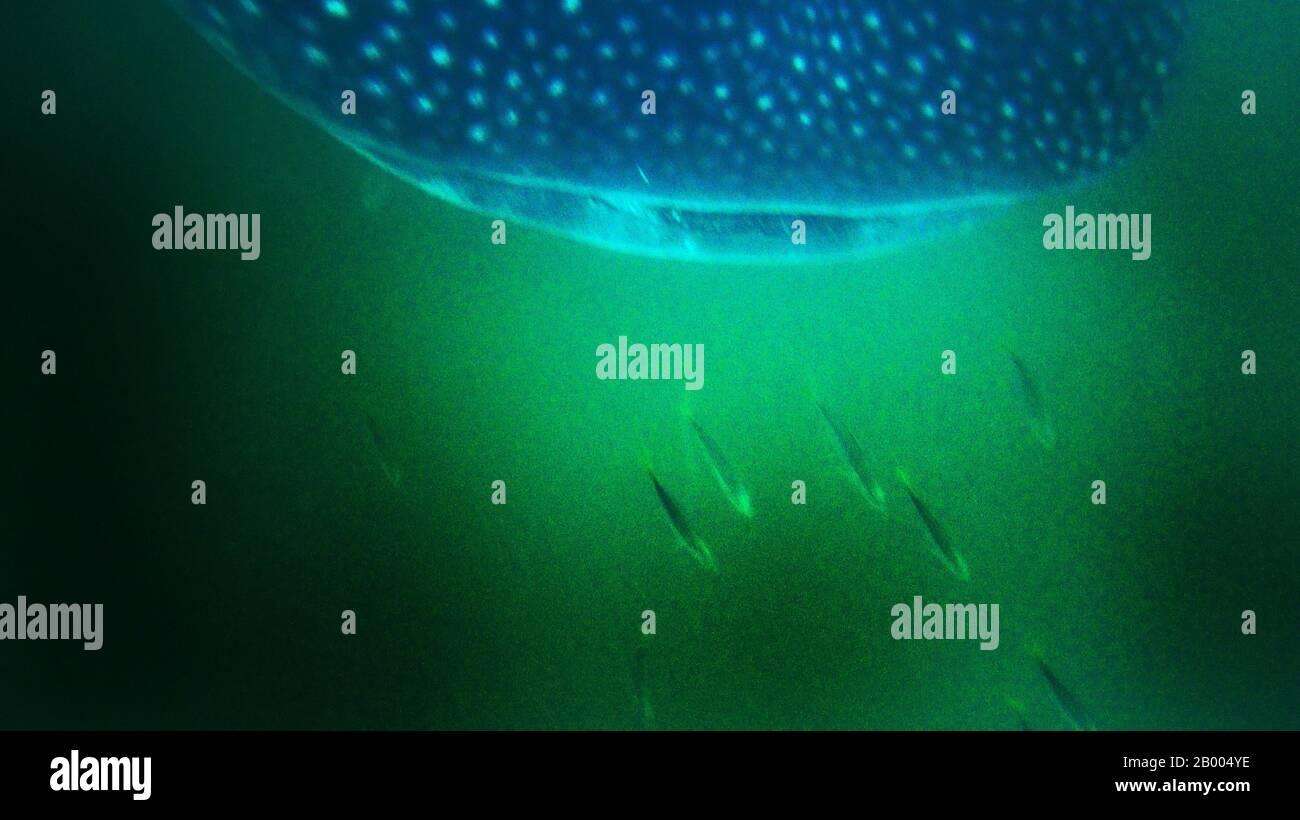El pez más grande del mundo fotografías e imágenes de alta resolución -  Alamy