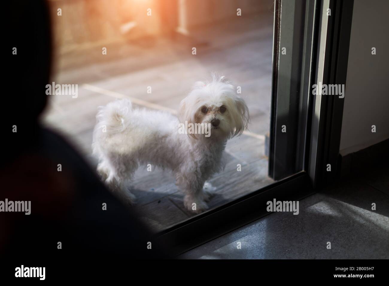 Lindo perro blanco de raza maltesa cerrado en el balcón, esperando a que su propietario se presente a casa. Foto de stock