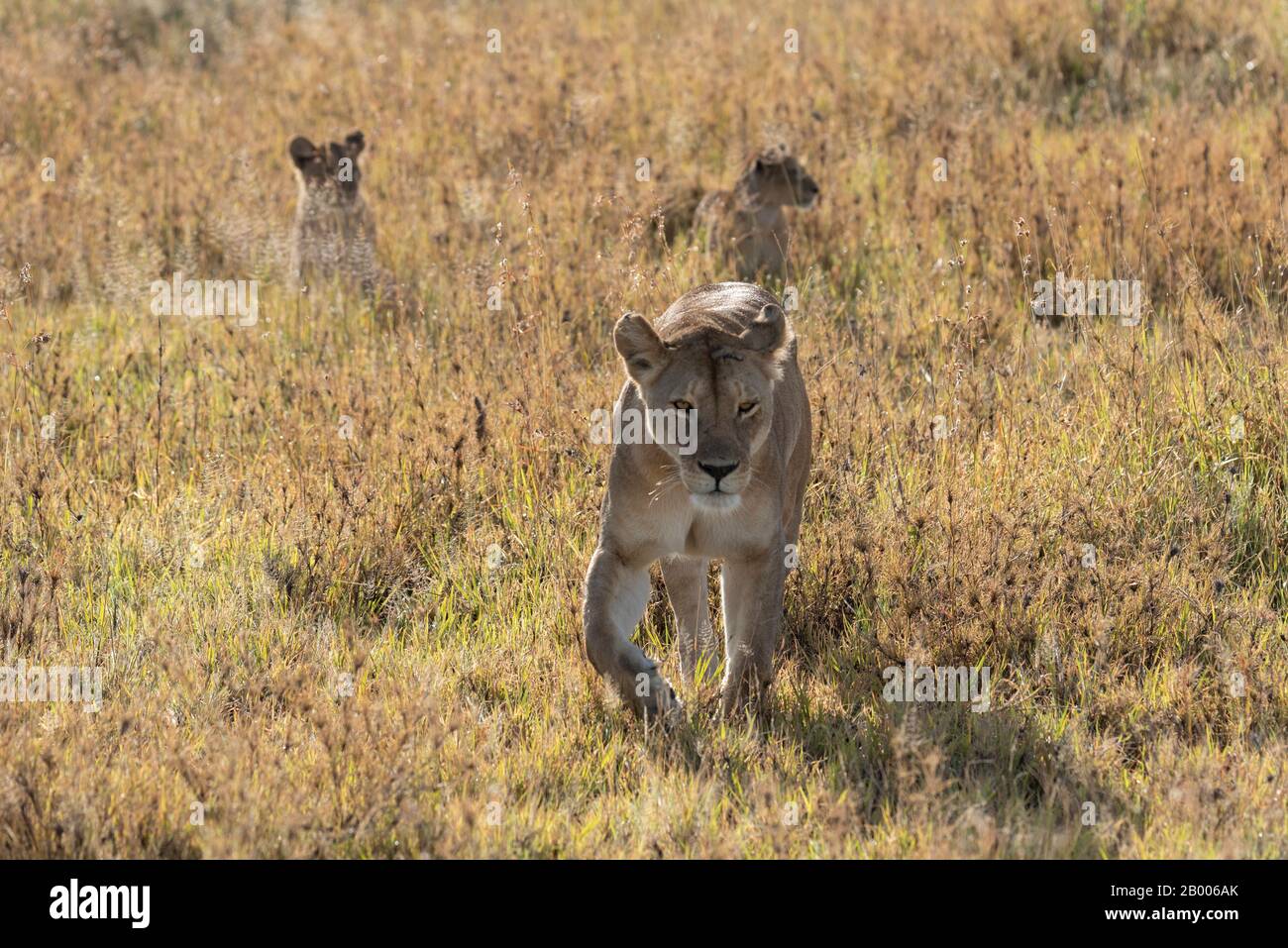 Leona con sus cachorros siguiendo a la luz dorada del Parque Nacional Serengeti Foto de stock