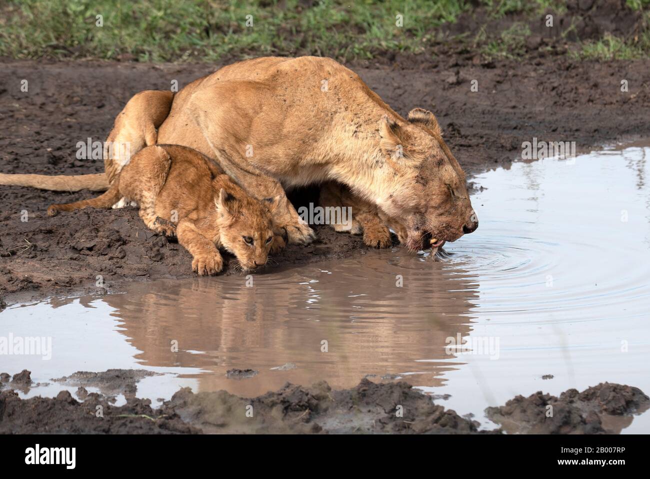 Leona y cachorro del Serengeti tomando una bebida después de una comida Foto de stock