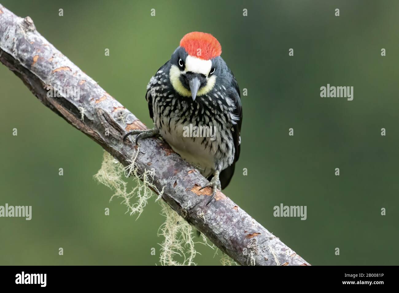 Un carpintero de maíz (Melanerpes formicivorus) en el bosque nuboso de San Gerardo de Dota en Costa Rica. Foto de stock