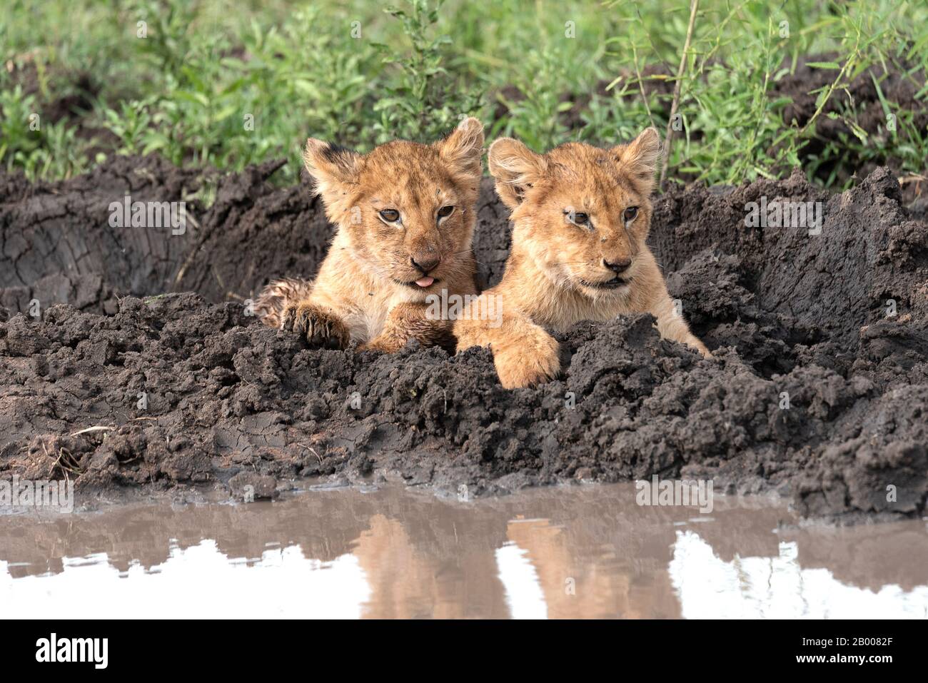 Adorable León cachorro con su lengua sacando Foto de stock