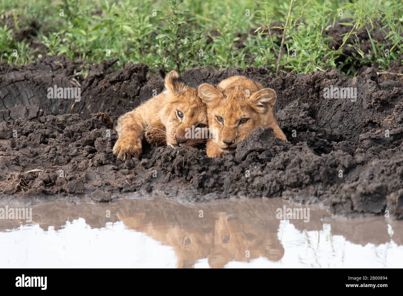 Estos cachorros de león son demasiado lindos Foto de stock