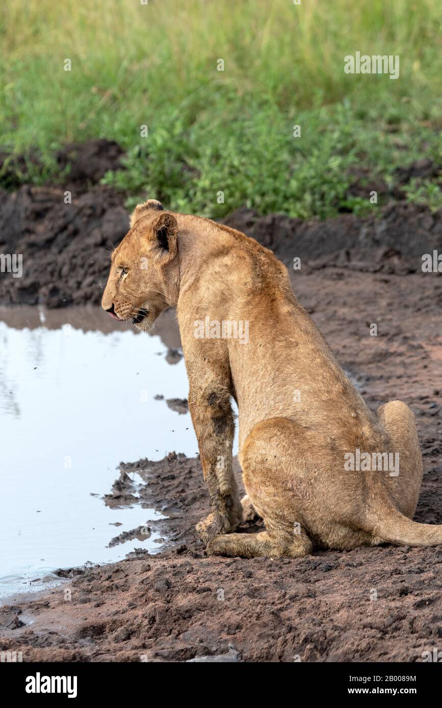 Leona disfrutando de enfriar el barro, en el Serengeti NP Foto de stock