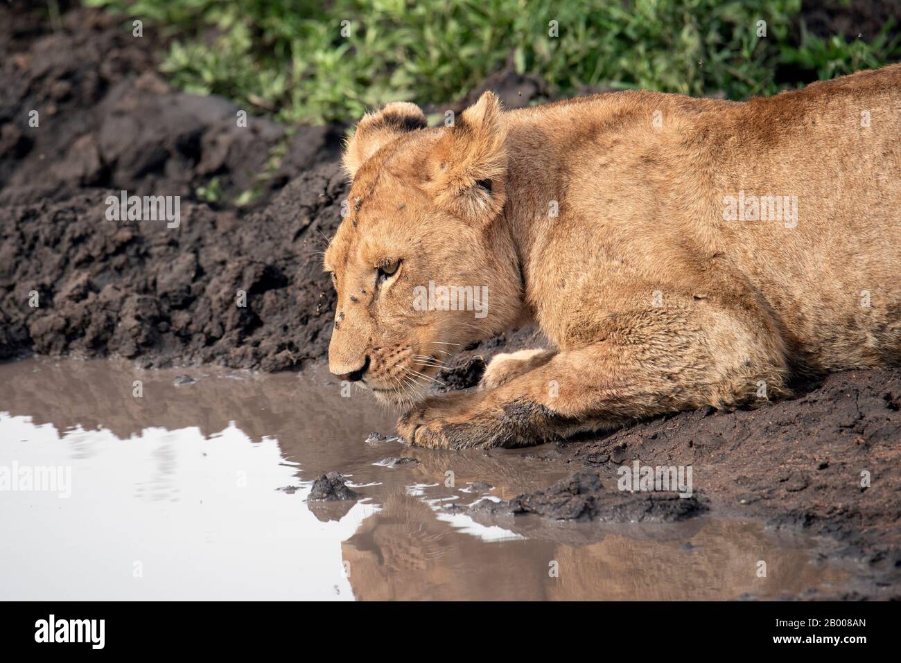 Leones descansando en el barro fresco en el Parque Nacional Serengeti Foto de stock