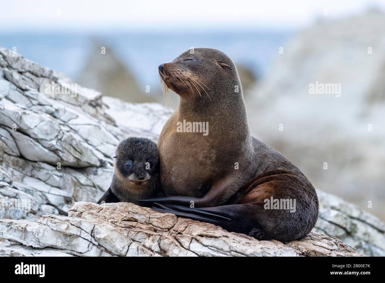 Focas peleteras de Nueva Zelanda (Arctocephalus forsteri), presa con jóvenes en roca, Kaikoura, Canterbury, Isla del Sur, Nueva Zelanda Foto de stock