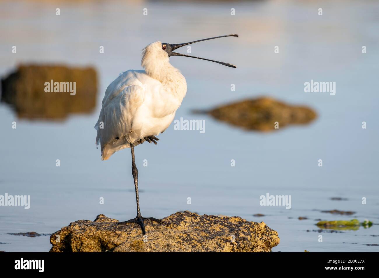 Royal Spoonbill (Platalea Regia), Kaikoura, Canterbury, South Island, Nueva Zelanda Foto de stock