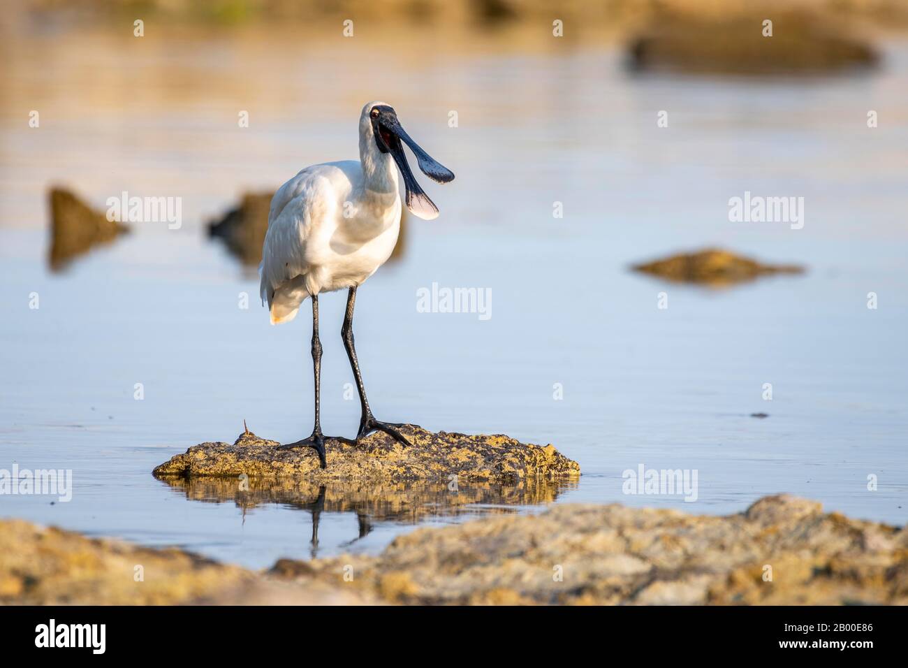 Royal Spoonbill (Platalea Regia), Kaikoura, Canterbury, South Island, Nueva Zelanda Foto de stock