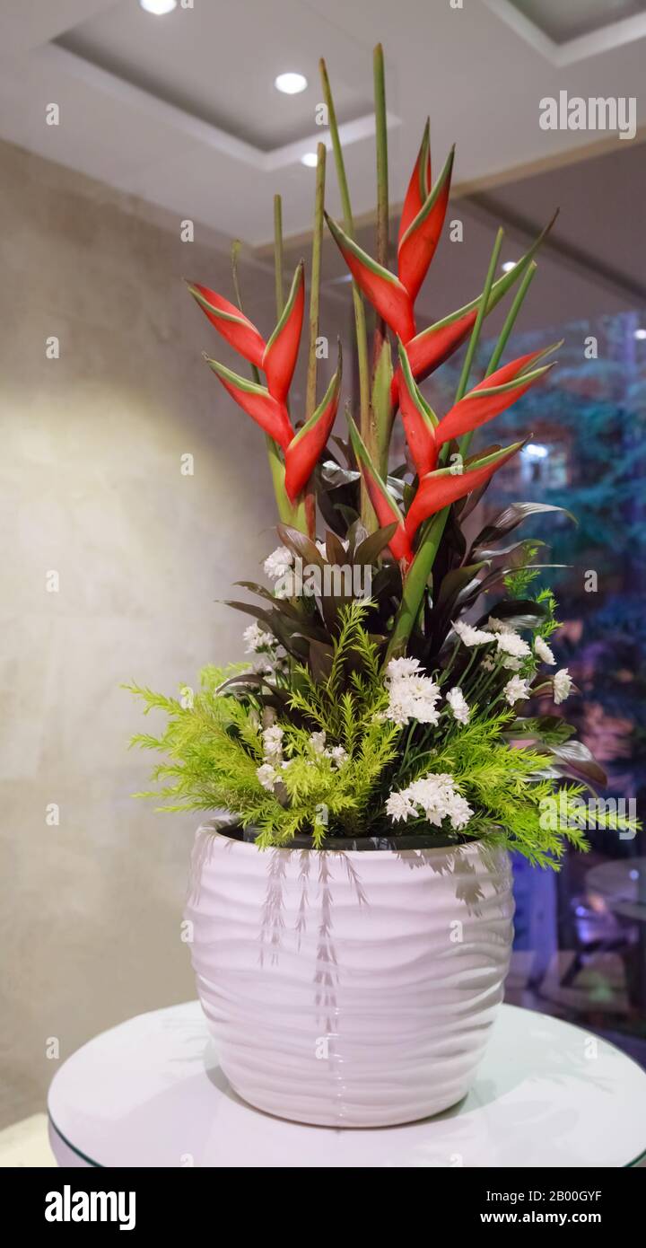 Flor Natural de Strelitzia (Ave de la flor del paraíso, lirio de la grúa,  flor de la grúa) en un jarrón, cultivado como planta de casa ornamental de  la floración. Bac Fotografía