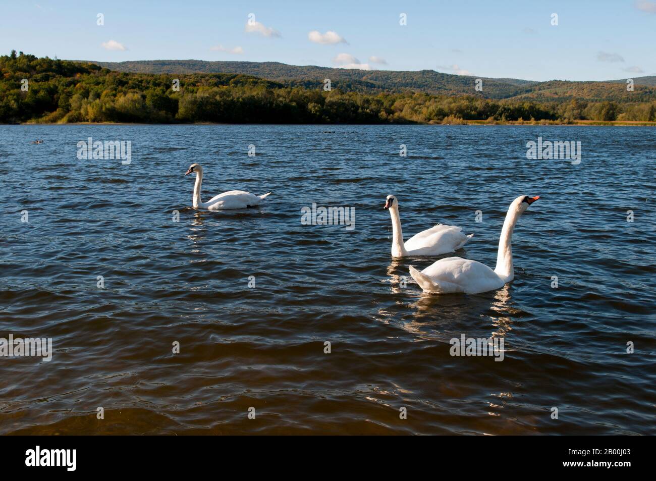 cisnes blancos en un hermoso lago en un día soleado y despejado Foto de stock