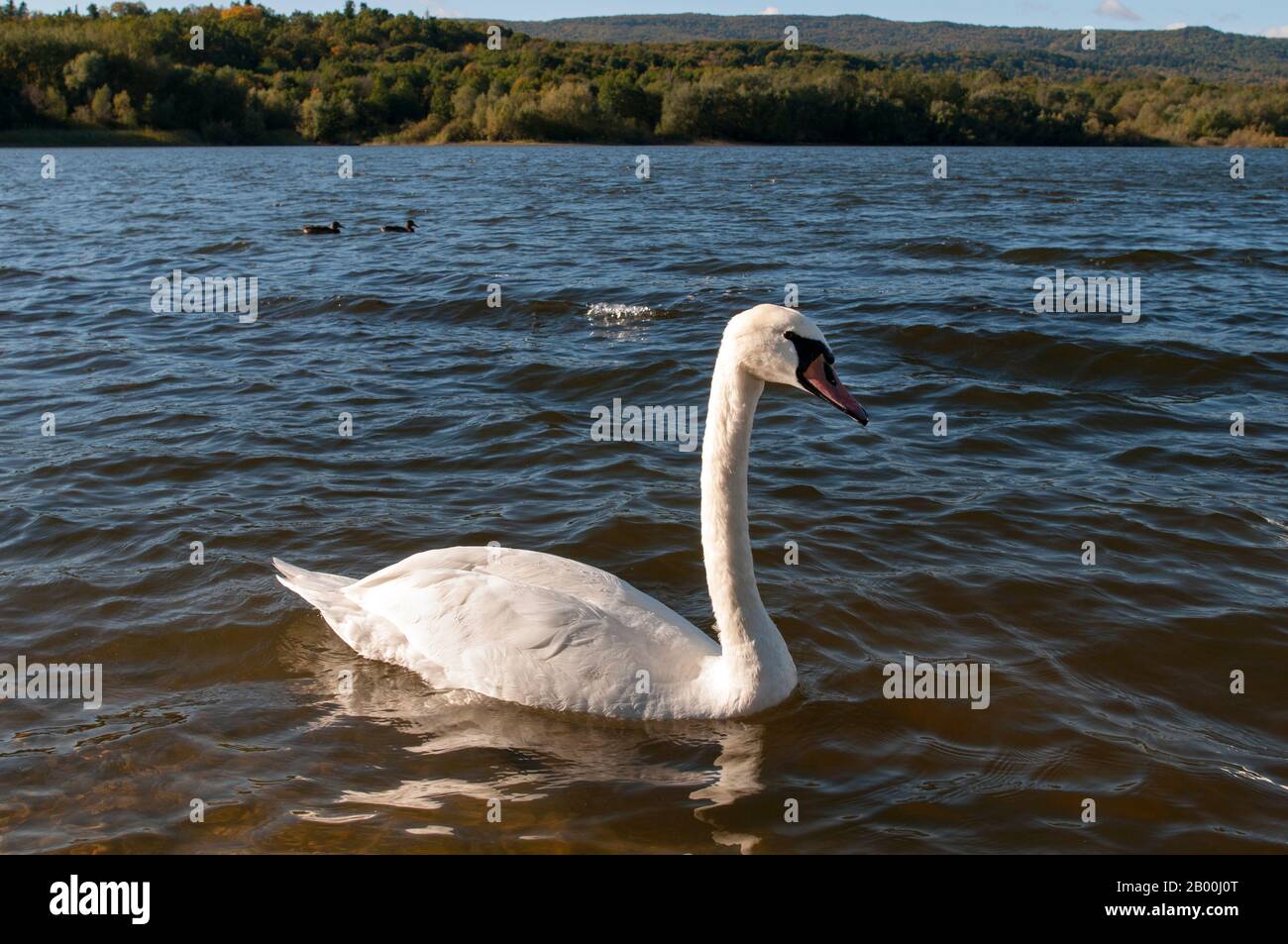 cisnes blancos en un hermoso lago en un día soleado y despejado Foto de stock