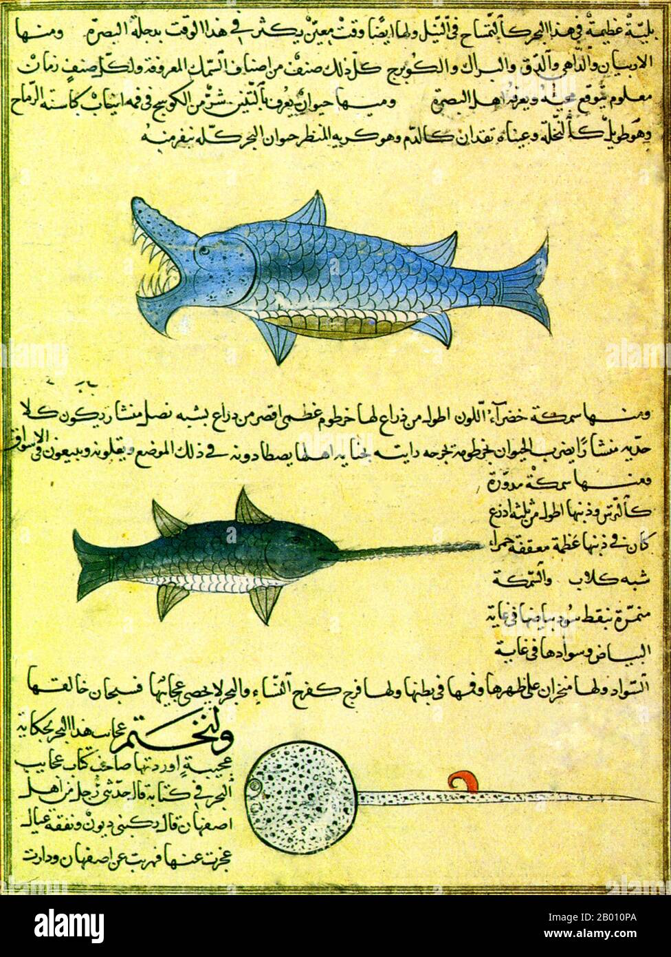 Irán/Irak: Criaturas marinas de la 'Cosmografía' de al-Qazwini. Ilustración de Zakariya al-Qazwini (1203-1283), finales del siglo 13th. Esta página muestra un tiburón, un pez espada y una raya. Zakariya ibn Muhammad ibn Mahmud al-Qazwini (1203-1283) fue un médico persa, astrónomo, geógrafo y escritor de ficción proto-ciencia. Su famosa cosmografía en árabe titulada ‘Aja’ib al-makhluqat wa-ghe’ (literalmente ‘Marvels of Creatures and Strange Things existing’) es un tratado frecuentemente ilustrado. Fue inmensamente popular en su tiempo y se conserva hoy, también traducido en persa y turco. Foto de stock