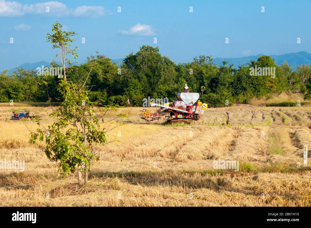 Tailandia: Utilizando una cosechadora para traer el cultivo de arroz, provincia de Loei. La provincia de Loei (tailandés: เลย) se encuentra en el noreste superior de Tailandia. Las provincias vecinas son (desde el este hacia la derecha) Nong Khai, Udon Thani, Nongbua Lamphu, Khon Kaen, Phetchabun, A cargo de Phitsanulok. En el norte limita con las provincias de Xaignabouli y Vientiane de Laos. La provincia está cubierta de montañas bajas, mientras que la capital Loei se encuentra en una cuenca fértil. El río Loei, que fluye a través de la provincia, es un afluente del Mekong. Foto de stock