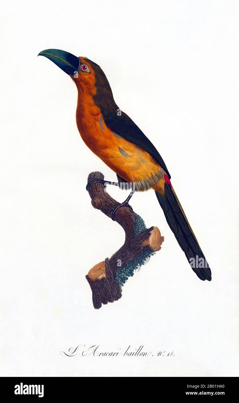 América del Sur y Central: Emerald Toucanet. Pintura de 'Historia Natural de las Aves del Paraíso y Rollers, tucanes y Barbus' de Jacques Barraband (1767-1809), 1806. El tucanet esmeralda es un ave casi paseriforme de la familia tucán, que se encuentra desde México hasta el norte de Venezuela. El tucán es un pájaro colorido y gregario del bosque que se encuentra desde México hasta Argentina, conocido por su enorme y colorido pico. En América Central y del Sur, el Toucan está asociado con espíritus malignos, y puede ser la encarnación de un demonio. Pero el Toucan también puede ser un tótem tribal. Foto de stock