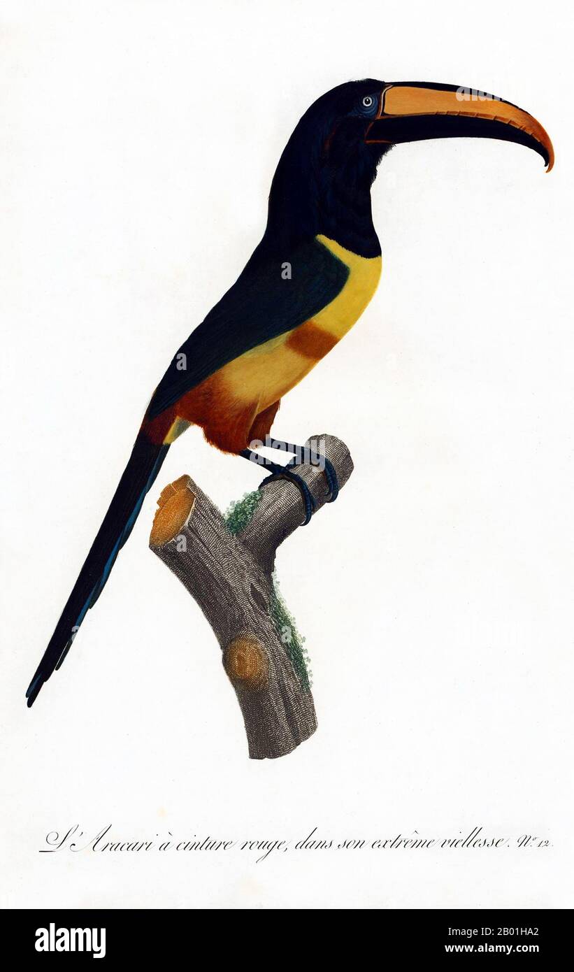 América del Sur y Central: Aracari antiguo de Collared. Pintura de 'Historia Natural de las Aves del Paraíso y Rollers, tucanes y Barbus' de Jacques Barraband (1767-1809), 1806. El aracari de cuello es un ave casi paseriforme de la familia de los tucanes, que se encuentra desde México hasta Colombia, Ecuador y Venezuela. El tucán es un pájaro colorido y gregario del bosque que se encuentra desde México hasta Argentina, conocido por su enorme y colorido pico. En América Central y del Sur, el Toucan está asociado con espíritus malignos, y puede ser la encarnación de un demonio. Pero el Toucan también puede ser un tótem tribal. Foto de stock