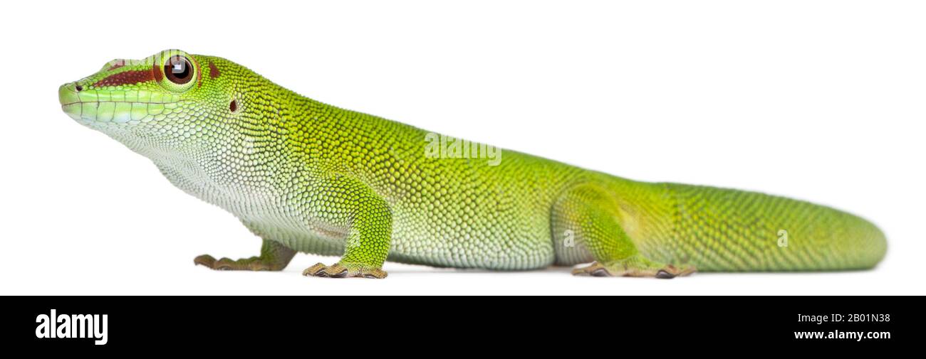 Madagascar día gecko, Phelsuma madagascariensis grandis, 1 año de edad, frente al fondo blanco Foto de stock