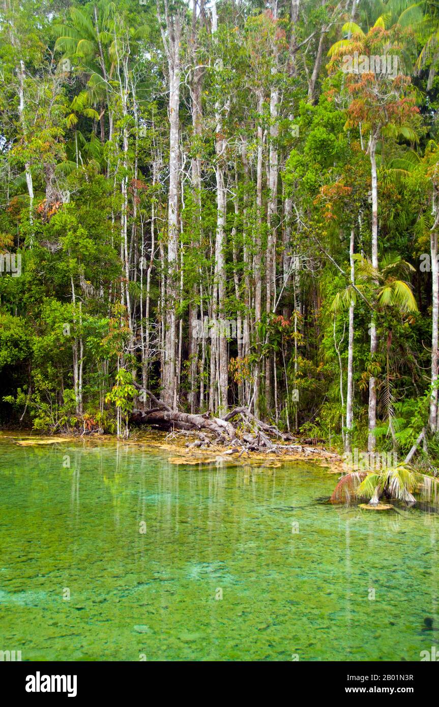 Tailandia: SRA Kaew (piscina esmeralda), Tung Tieo Forest Trail, Khao Pra - Bang Khram Wildlife Sanctuary, Provincia de Krabi. Situado al sureste de la ciudad de Krabi a 18 km (11 millas) al este de la pequeña ciudad de Khlong Thom, Khao Pra - Bang Khram Wildlife Sanctuary es una pequeña zona de bosque tropical de tierras bajas. Popular entre los observadores de aves, el santuario es el hogar de la rara pitta de Gurney, una especie en peligro de extinción que una vez se pensó que estaba extinguida, pero redescubierta en cantidades muy pequeñas tanto aquí como al otro lado de la frontera en partes remotas del sur de Myanmar (Birmania). Foto de stock