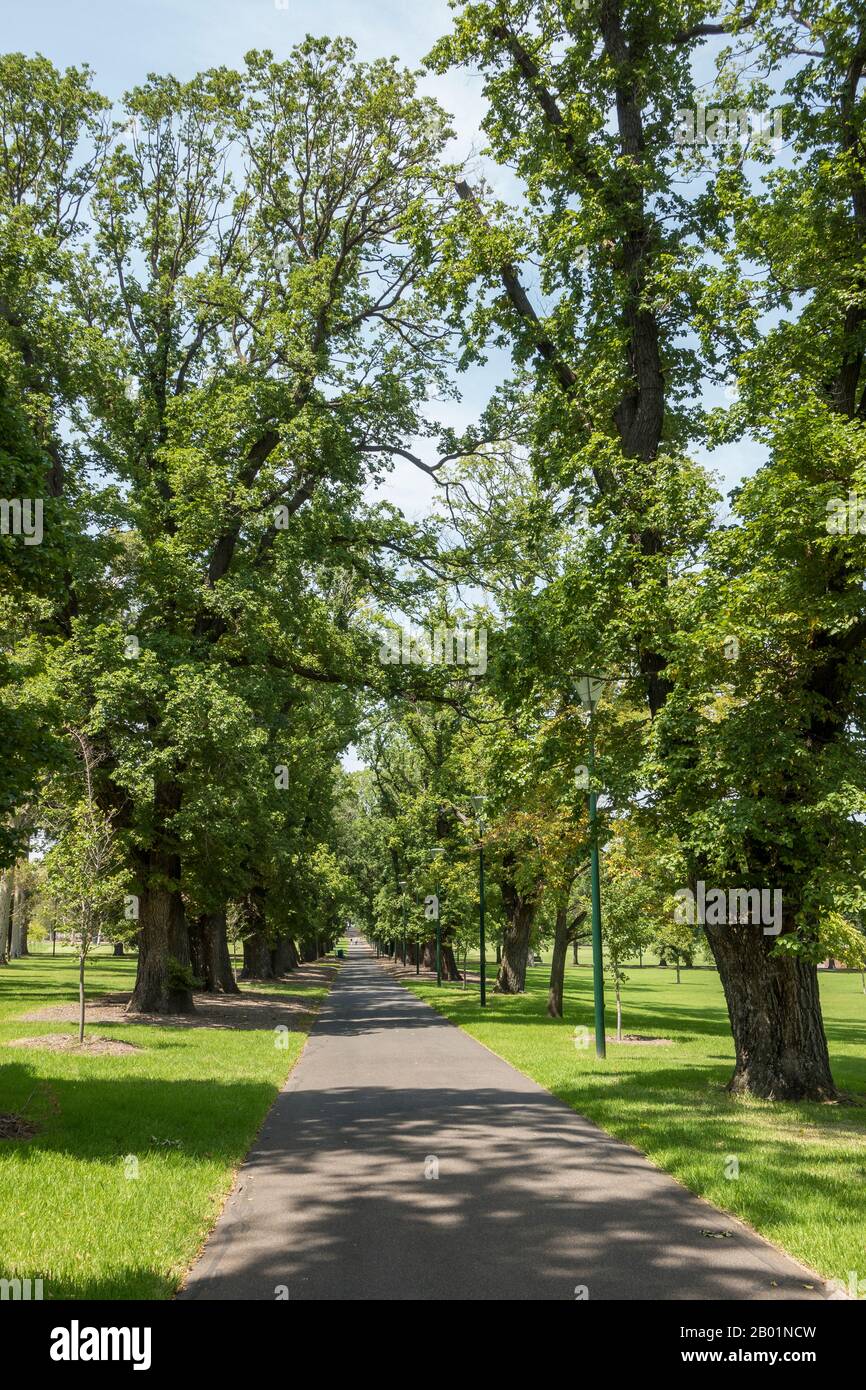 Sendero por Fawkner Park, South Yarra, en verano, Melbourne, Australia Foto de stock