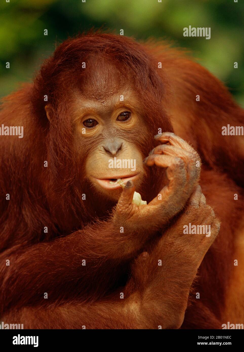 Bornean orangutan (Pongo pygmaeus pygmaeus), retrato de media longitud, vista frontal, Malasia, Borneo Foto de stock