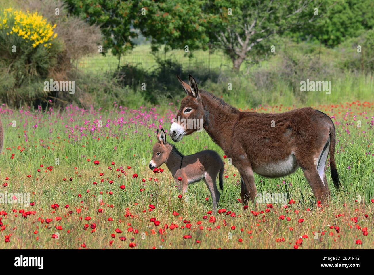 Burro doméstico (Equus asinus asinus), yegua y foal en un prado en flor, Grecia, Lesbos Foto de stock