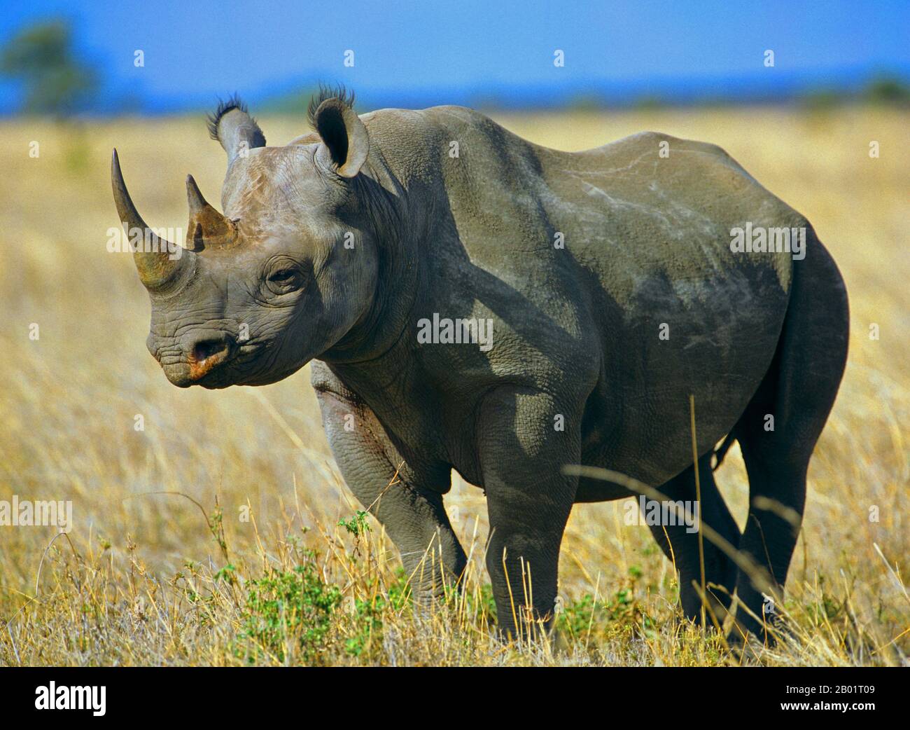 Rinocerontes negros, rinocerontes enganchados, hojear rinocerontes (Diceros bicornis), de pie en la sabana, vista lateral, África Foto de stock