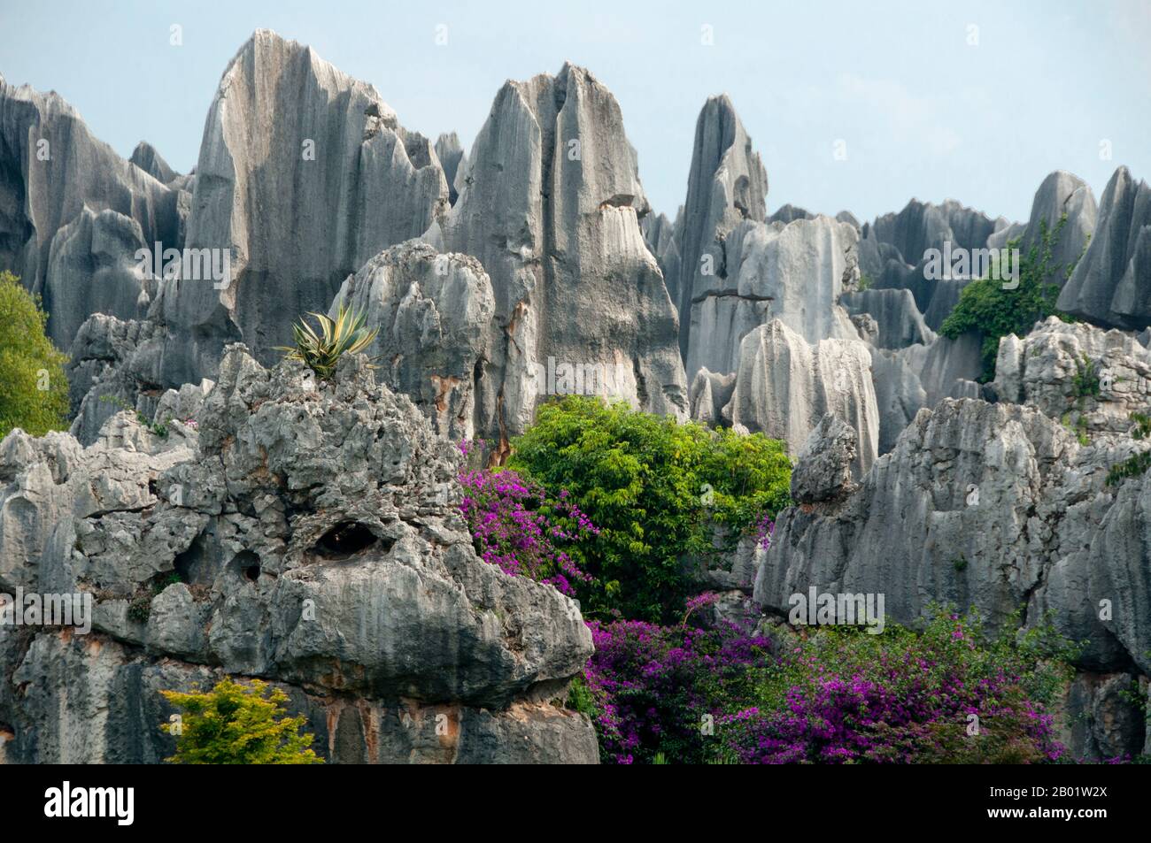 China: Bosque de piedra (Shilin), condado autónomo de Shilin Yi, provincia de Yunnan. Shilin (El Bosque de Piedra) es una fantasía de otro mundo de formaciones de piedra caliza retorcidas que comprenden el laberinto de piedra natural más grande del mundo. Los geólogos dicen que las estructuras se originaron hace 200 millones de años con la interacción de la piedra caliza, el agua de mar, el agua de lluvia y los trastornos sísmicos. Los pináculos extraños que resultaron son del tipo distintivo de piedra caliza llamada kárst, la misma geología que se encuentra en Guilin. Foto de stock