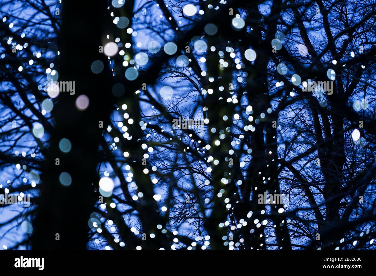Luces navideñas desenfocadas en los árboles de Sele, Hexham, Northumberland, Inglaterra Foto de stock