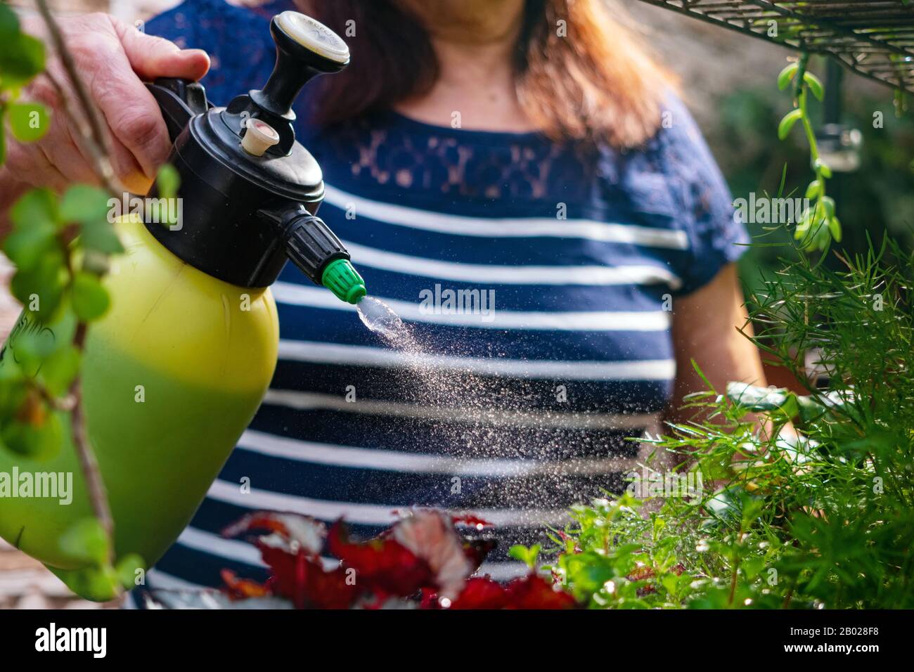 Rociar agua de una botella de aerosol en una planta doméstica. La  anfitriona se encarga de las plantas de la casa temprano en la mañana  Fotografía de stock - Alamy