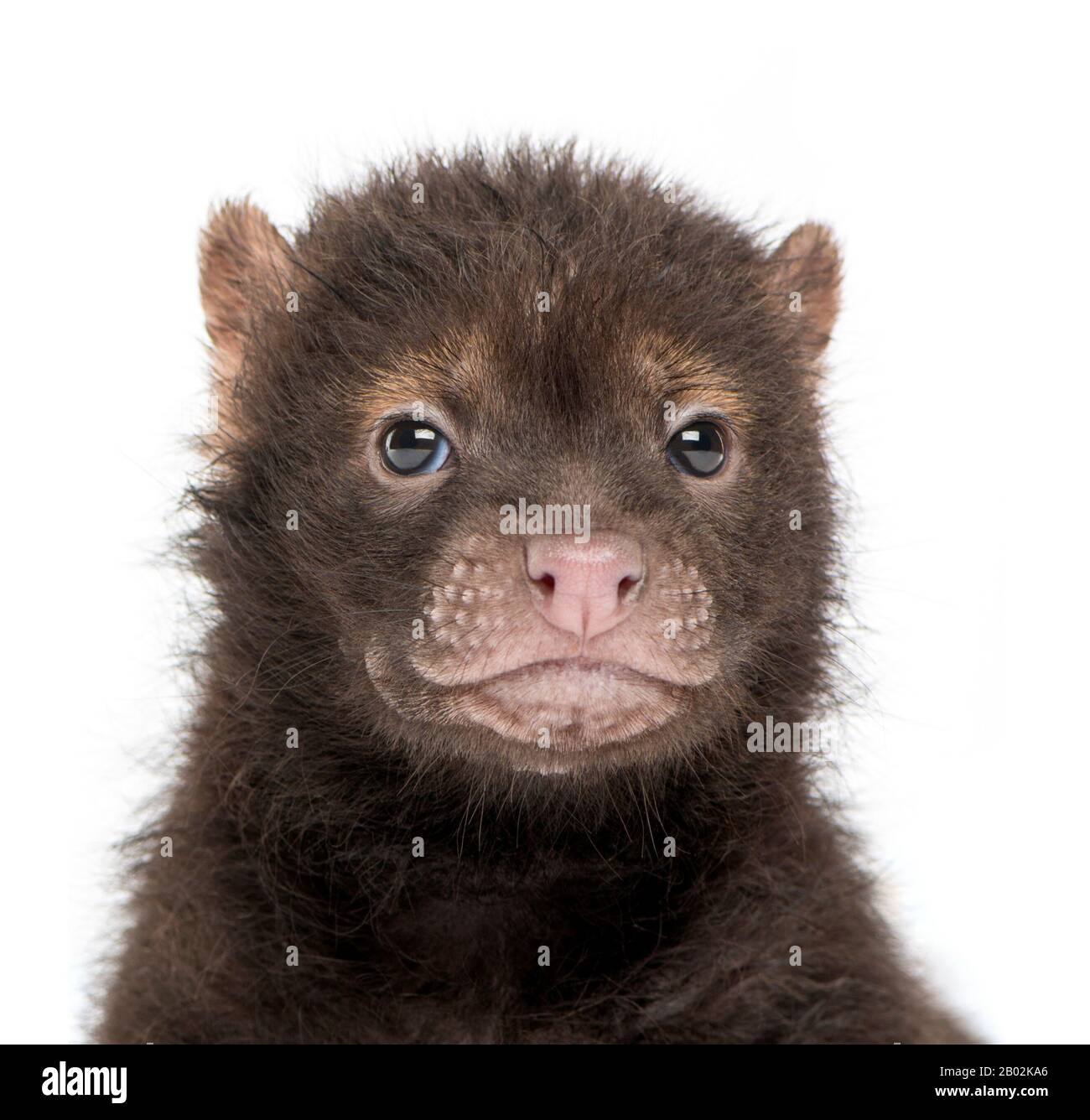Primer plano de un bebé Bushdog mirando a la cámara, Spothos venaticus, de 2 meses de edad, aislado en blanco Foto de stock