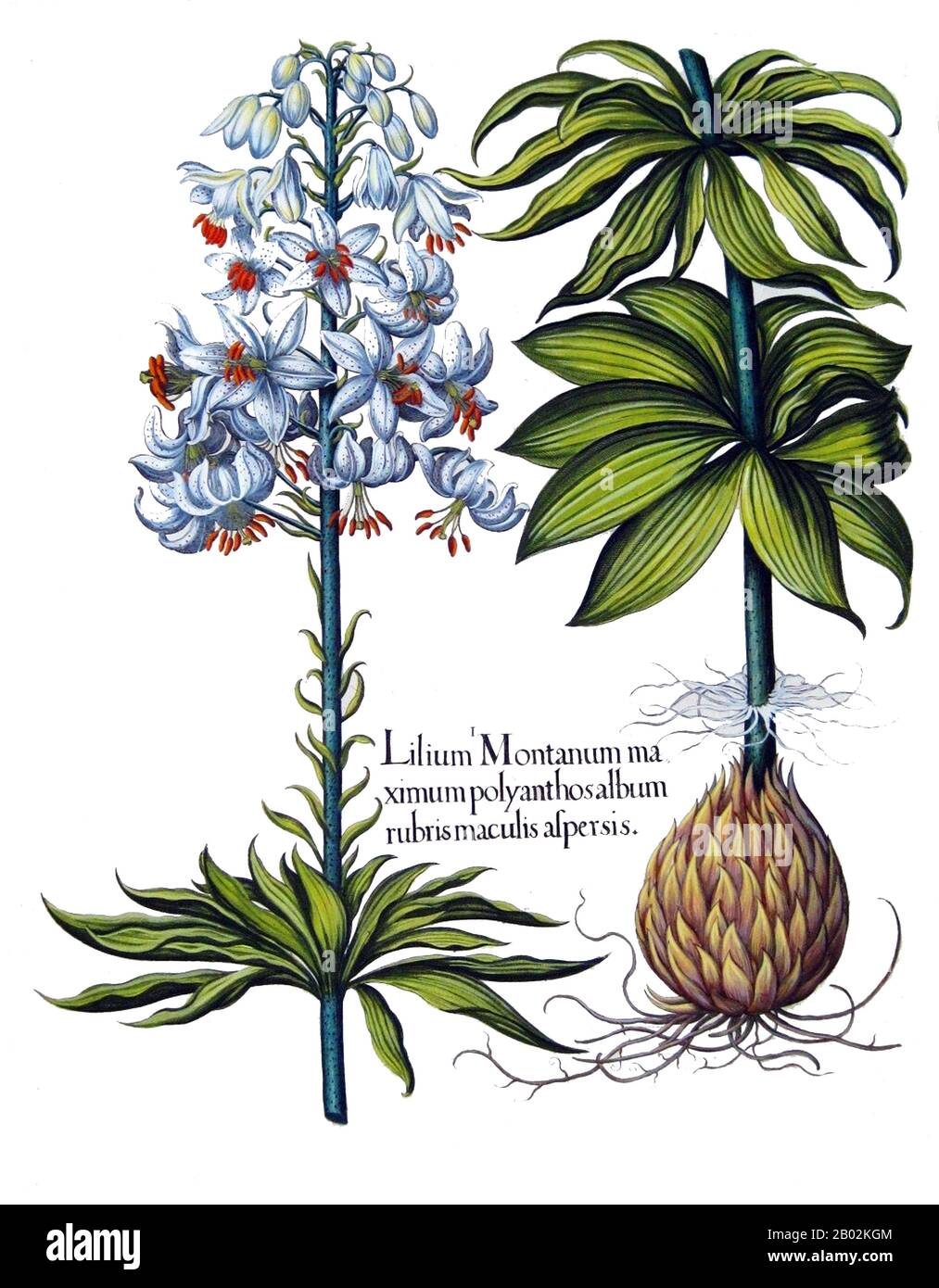 Lilium (miembros de los cuales son lirios verdaderos) es un género de  plantas herbáceas que crecen a partir de bulbos, todas con grandes flores  prominentes. Los lirios son un grupo de plantas