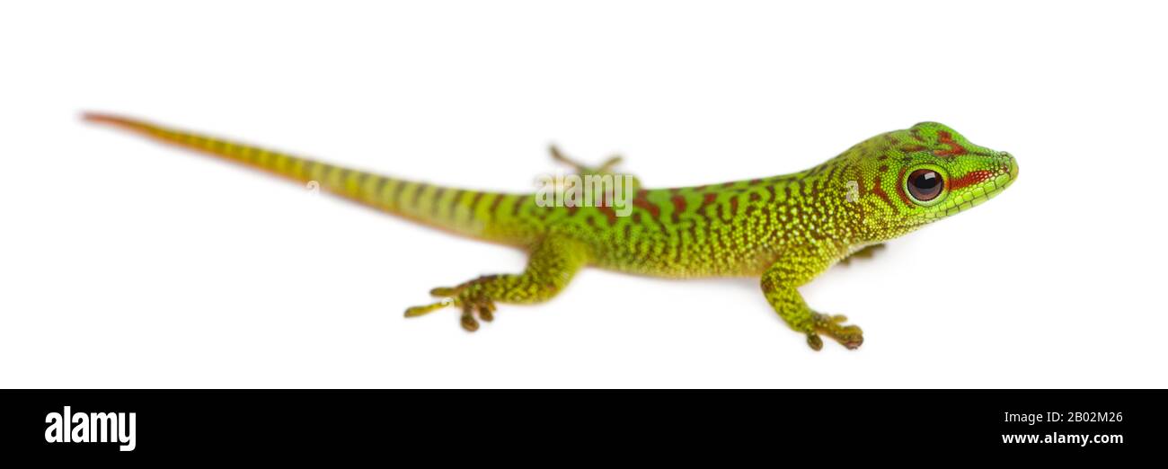 Vista lateral de un gecko de día gigante de Madagascar, Phelsuma madagascariensis grandis, aislado en blanco Foto de stock