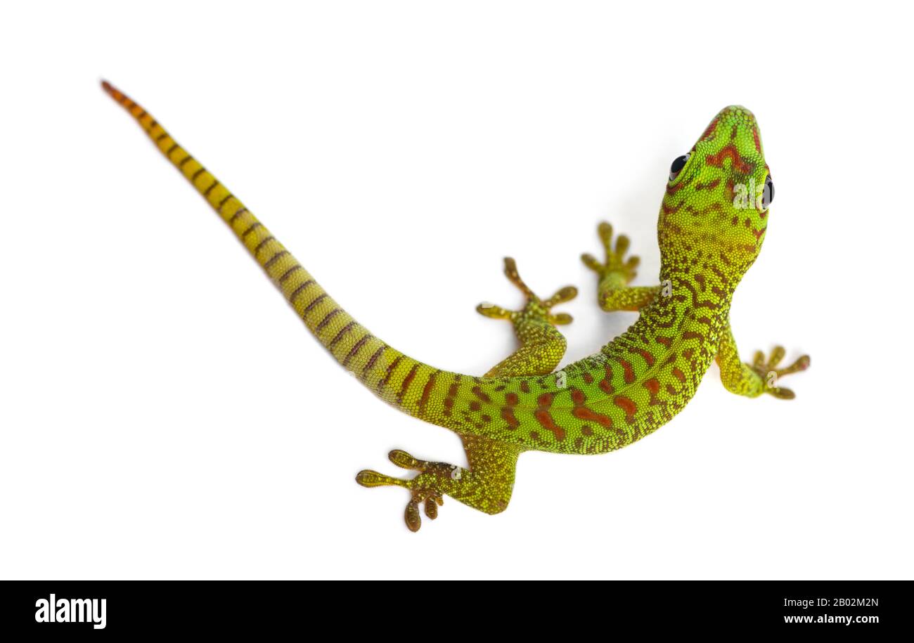 Madagascar gigante día gecko vista desde arriba, Phelsuma madagascariensis grandis, aislado en blanco Foto de stock
