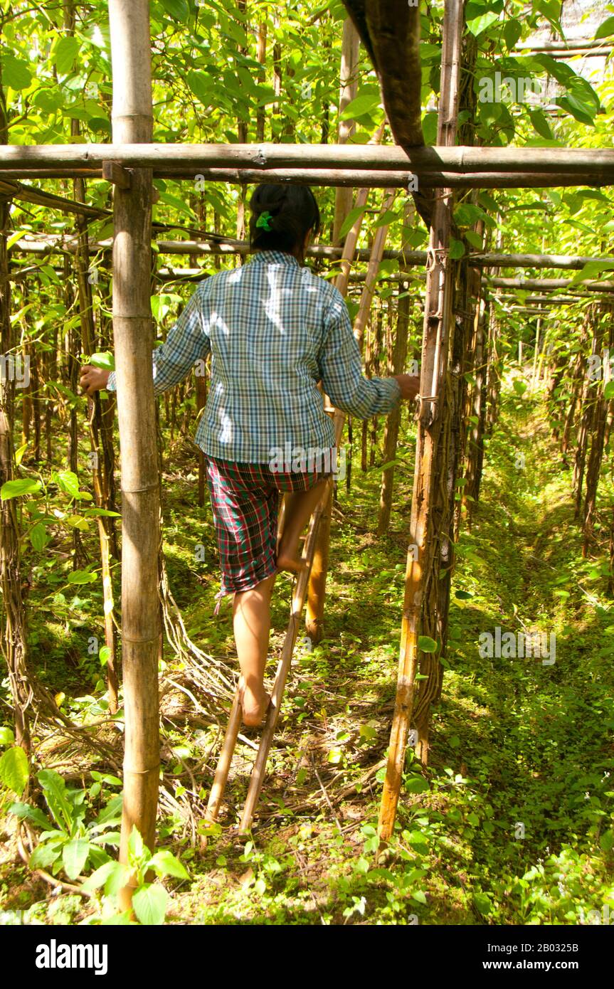 El Betel Piper Betle Es La Hoja De Una Vid Perteneciente A La Familia Piperaceae Que Incluye Pimienta Y Kava Se Valora Como Un Estimulante Suave Y Por Sus Propiedades Medicinales La