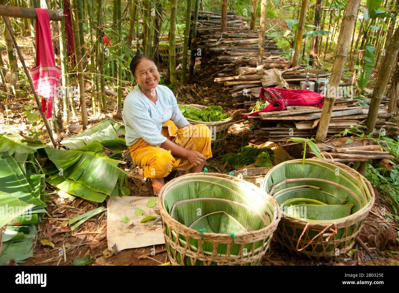 El Betel Piper Betle Es La Hoja De Una Vid Perteneciente A La Familia Piperaceae Que Incluye Pimienta Y Kava Se Valora Como Un Estimulante Suave Y Por Sus Propiedades Medicinales La