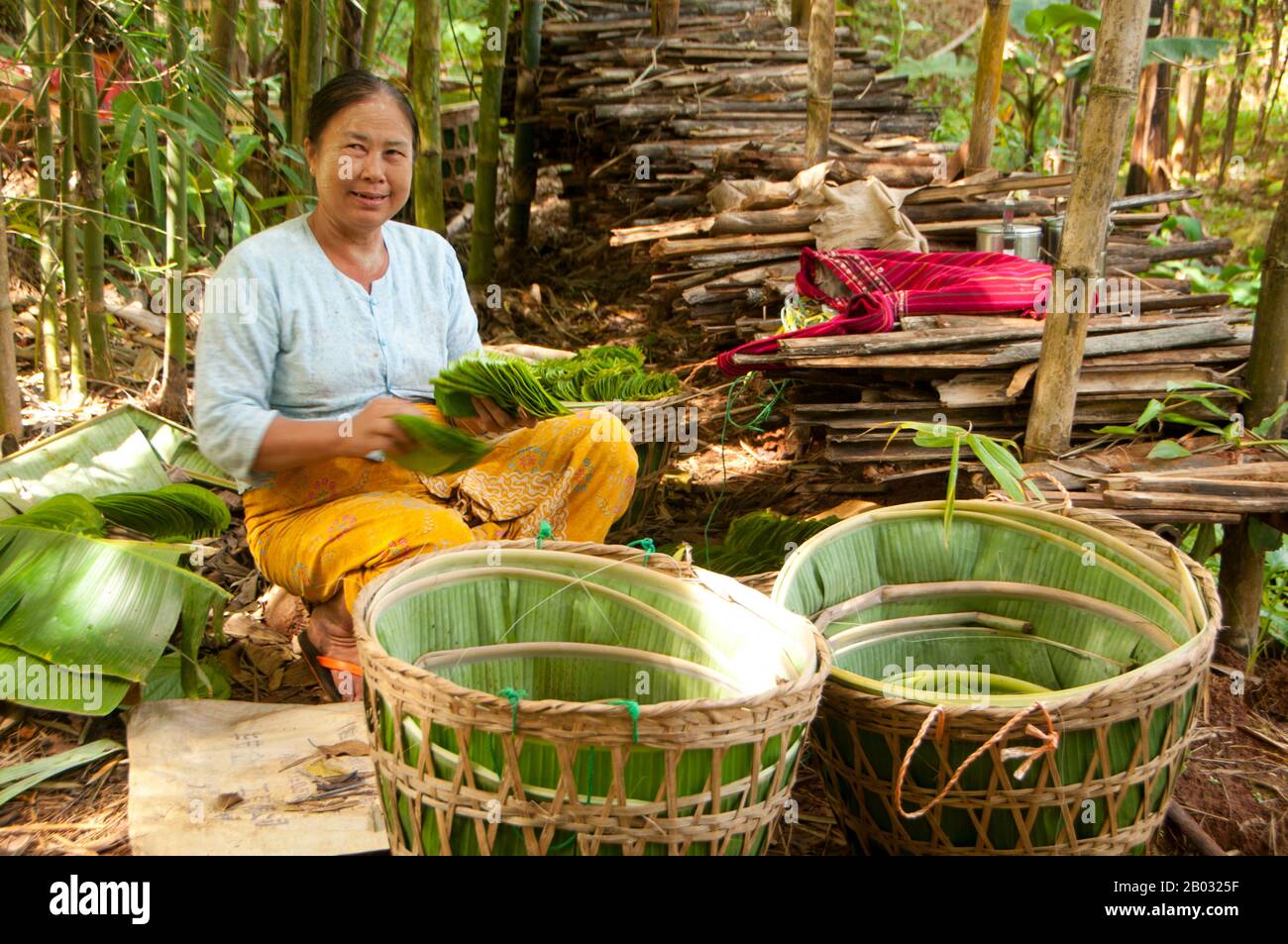 El Betel Piper Betle Es La Hoja De Una Vid Perteneciente A La Familia Piperaceae Que Incluye Pimienta Y Kava Se Valora Como Un Estimulante Suave Y Por Sus Propiedades Medicinales La