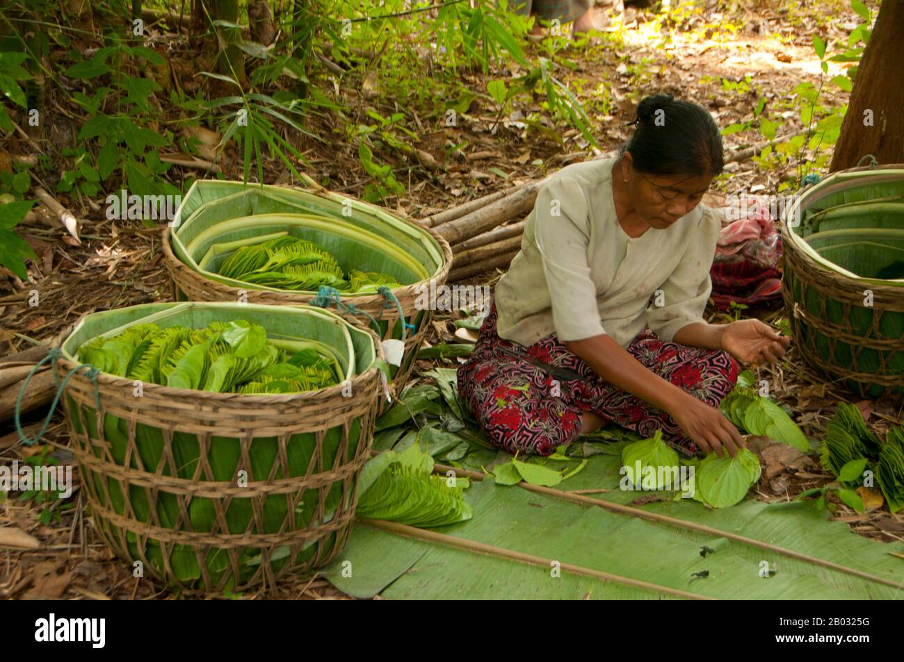 El Betel Piper Betle Es La Hoja De Una Vid Perteneciente A La Familia Piperaceae Que Incluye Pimienta Y Kava Se Valora Como Un Estimulante Suave Y Por Sus Propiedades Medicinales La