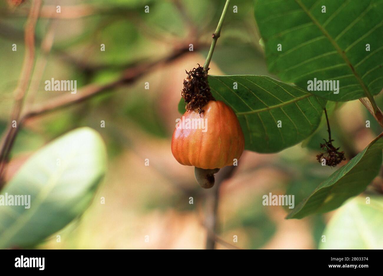 El anacardo (Anacardium occidentale) es un árbol perenne tropical que produce la semilla de anacardo y la manzana de anacardo. Puede crecer hasta 14 metros (46 pies), pero el anacardo, que crece hasta 6 metros (20 pies), ha demostrado ser más rentable, con una madurez más temprana y rendimientos más altos. La semilla de anacardo se sirve como un bocadillo o se utiliza en recetas, como las nueces. La manzana de anacardo es una fruta de color rojizo a amarillo claro, cuya pulpa se puede procesar en una bebida de fruta dulce y astringente o destilar en licor. La cáscara de la semilla de anacardo produce derivados que pueden ser utilizados en muchas aplicaciones de lubrica Foto de stock