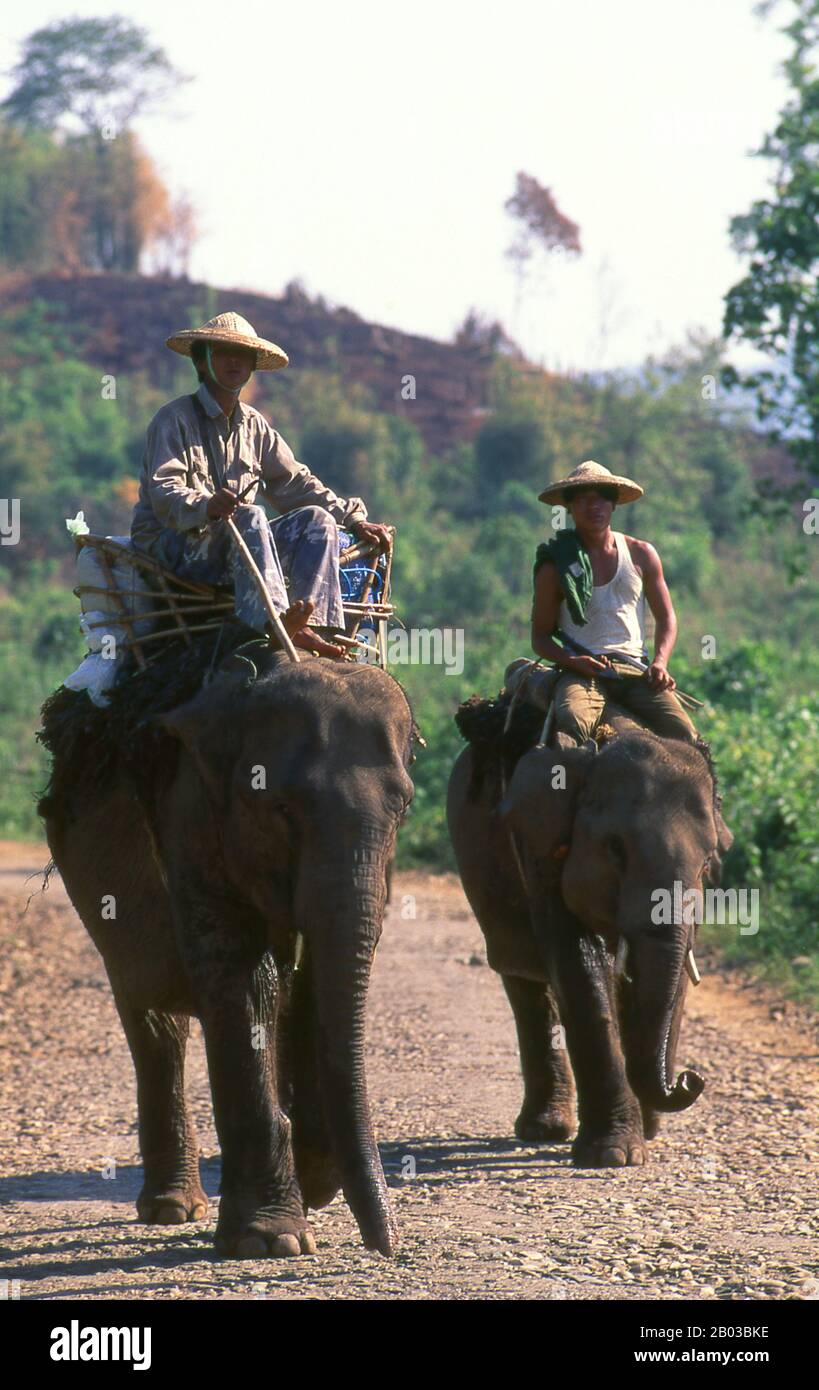 El elefante asiático o asiático (Elephas maximus) es la única especie viva del género Elephas y se distribuye por todo el subcontinente y el sudeste de Asia desde la India en el oeste hasta Borneo en el este. Los elefantes asiáticos son el mayor animal terrestre vivo de Asia. Myanmar es el hogar de la segunda población más grande del mundo, después de la India. En Myanmar viven unos 5,000 elefantes domesticados. Foto de stock