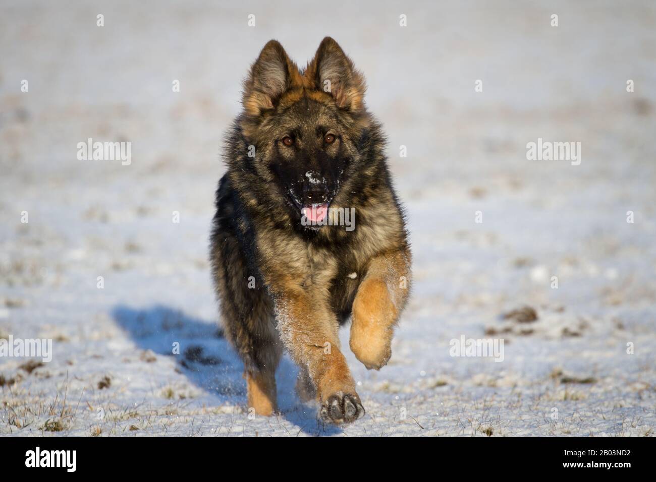 Perro pastor alemán de pelo largo (perro alsaciano) corriendo en la nieve Foto de stock