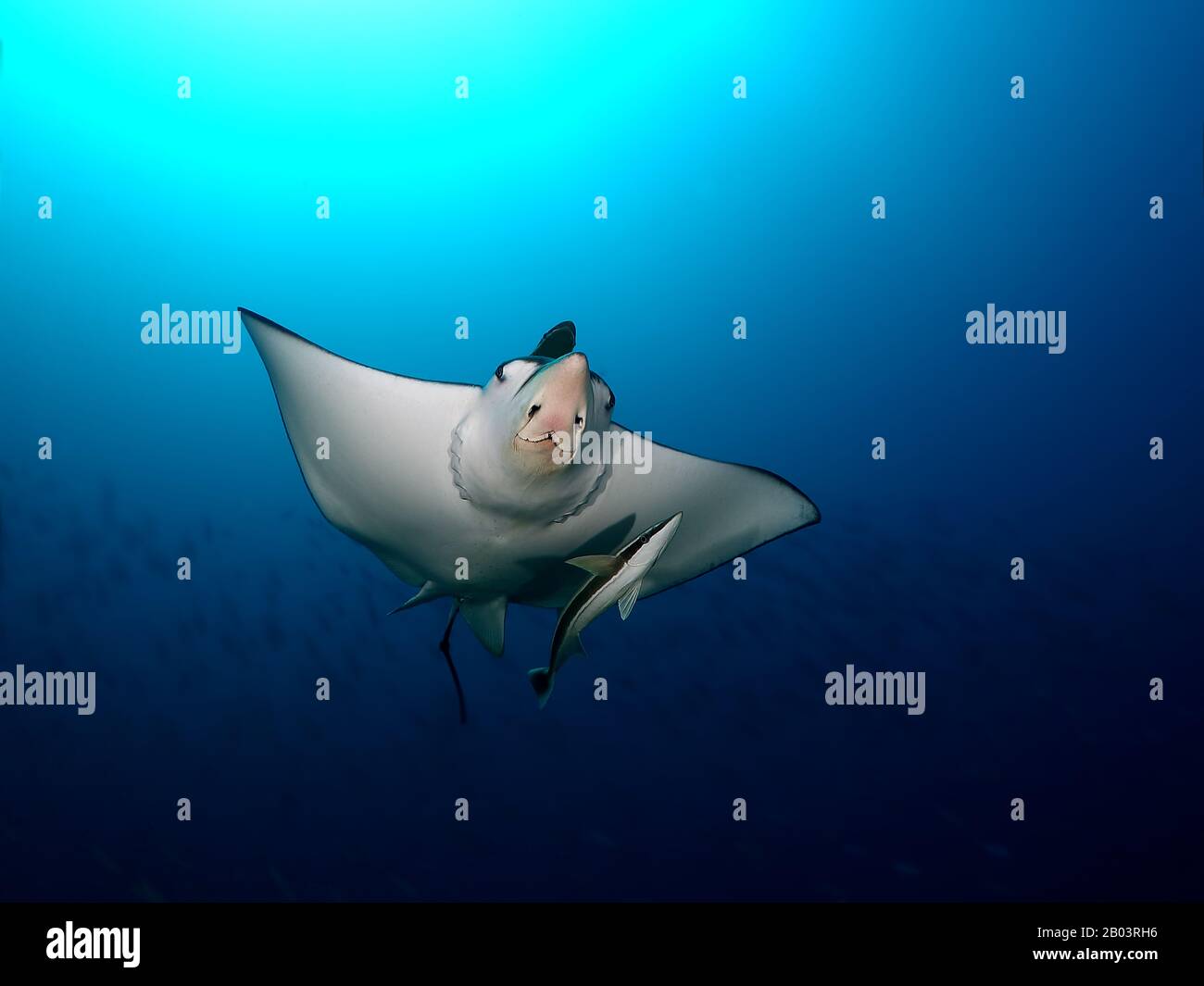 Manta ray nade en agua azul clara Foto de stock