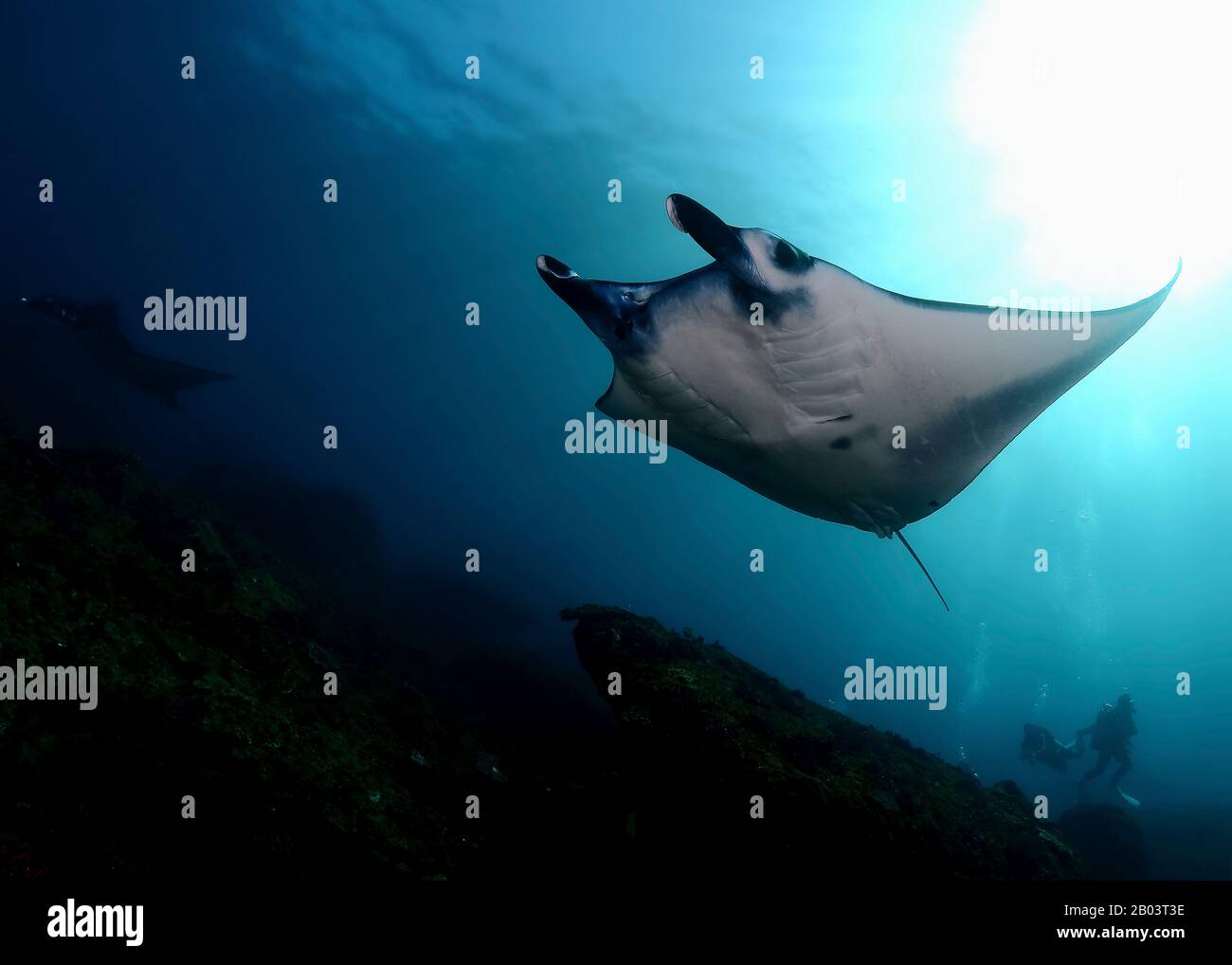 Manta ray nade en agua azul clara Foto de stock