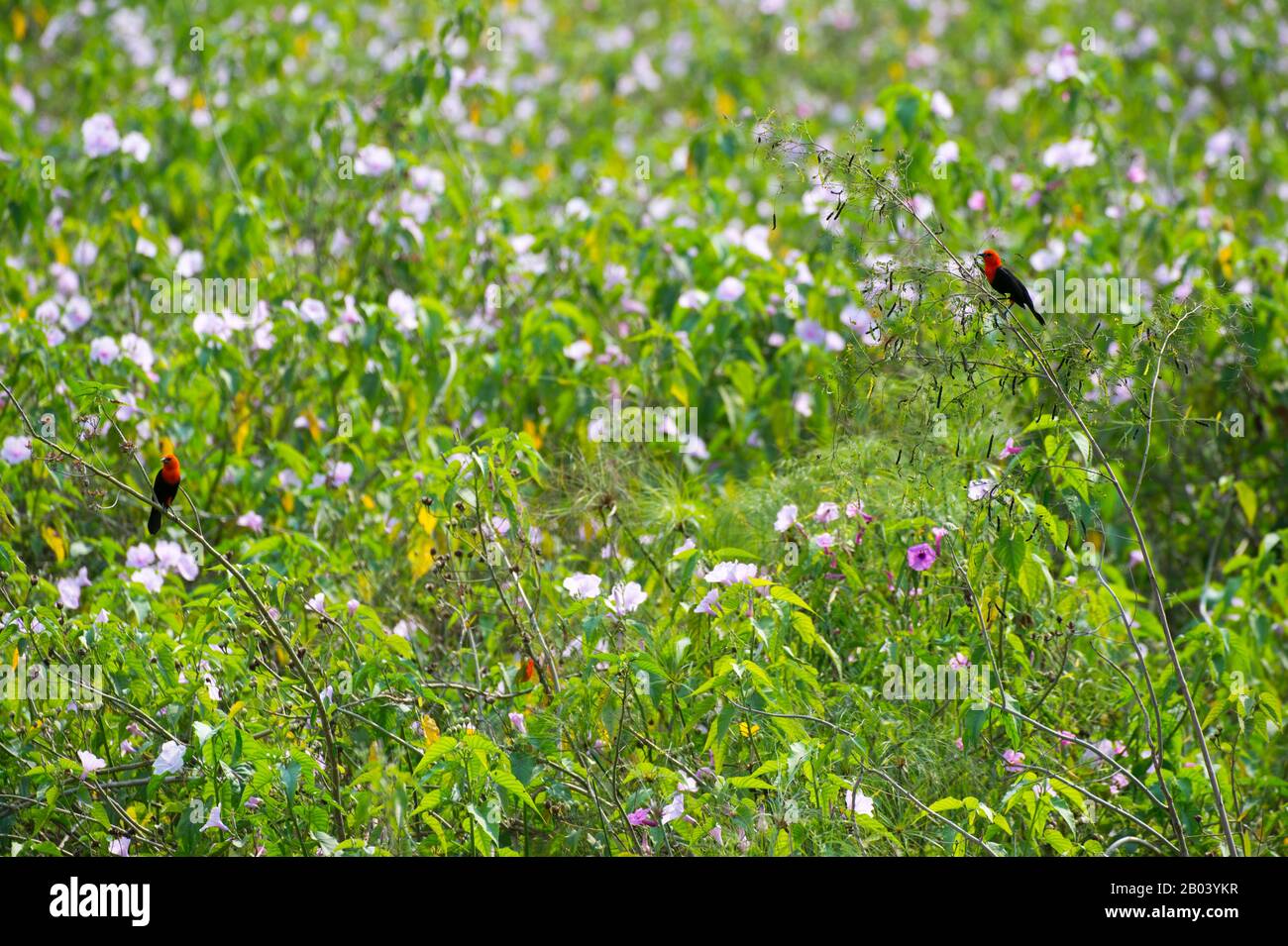 Aves negras de cabeza escarlata (Amblyramphus holosericeus) en un campo de flores de gloria rosada por la mañana (Ipomoea carnea), cerca de la Logia Pouso Alegre en el no Foto de stock