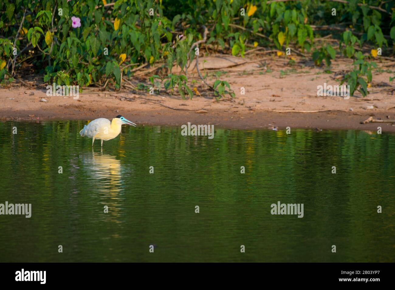 Una garza coronada (Pilherodius pileatus) está pescando en un estanque cerca de la Logia Pouso Alegre en el norte del Pantanal, provincia de Mato Grosso, Brasil. Foto de stock