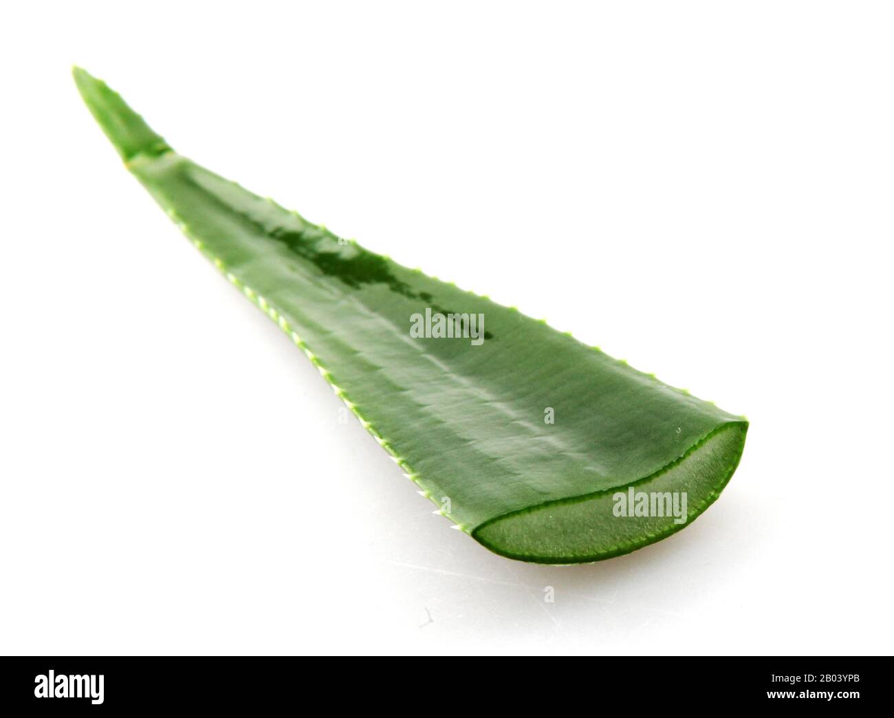 Planta de aloe vera aislado sobre fondo blanco. Foto de stock