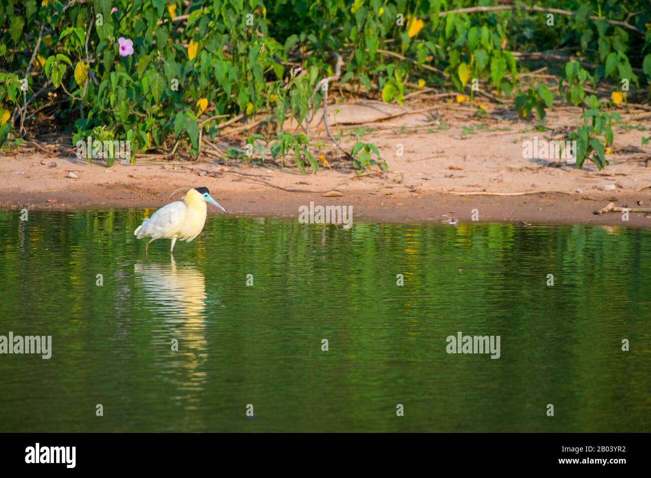 Una garza coronada (Pilherodius pileatus) está pescando en un estanque cerca de la Logia Pouso Alegre en el norte del Pantanal, provincia de Mato Grosso, Brasil. Foto de stock